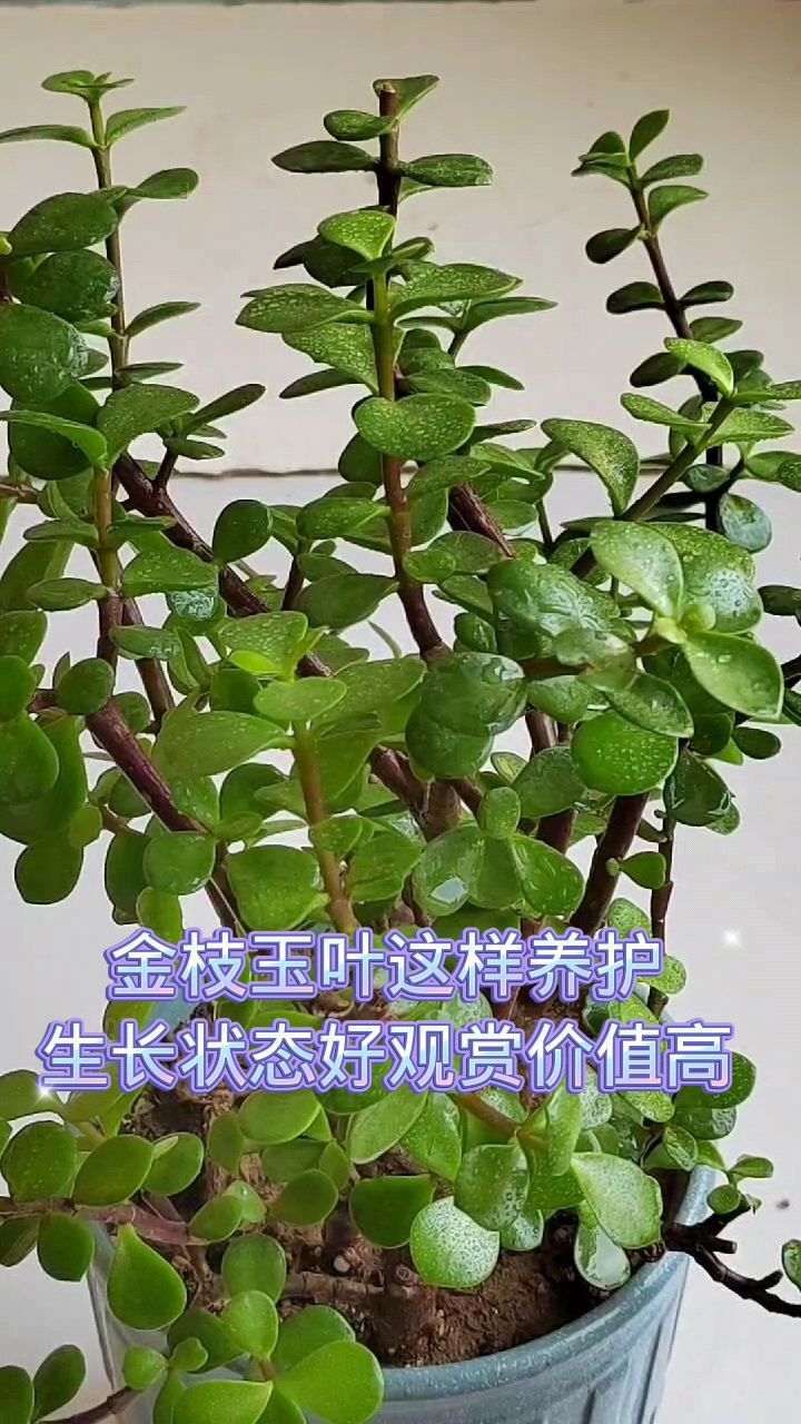 金枝玉叶这样养护,生长状态好观赏价值高-度小视