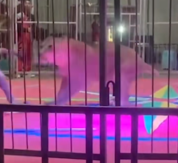 黑龙江一马戏团狮子发疯,工作人员被咬瞬间跌倒,观众尖叫逃散