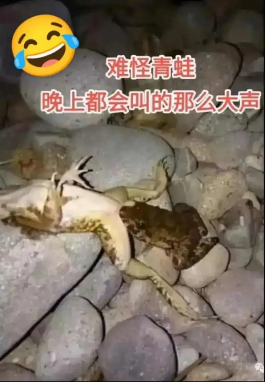 怪不得青蛙晚上终是呱呱叫