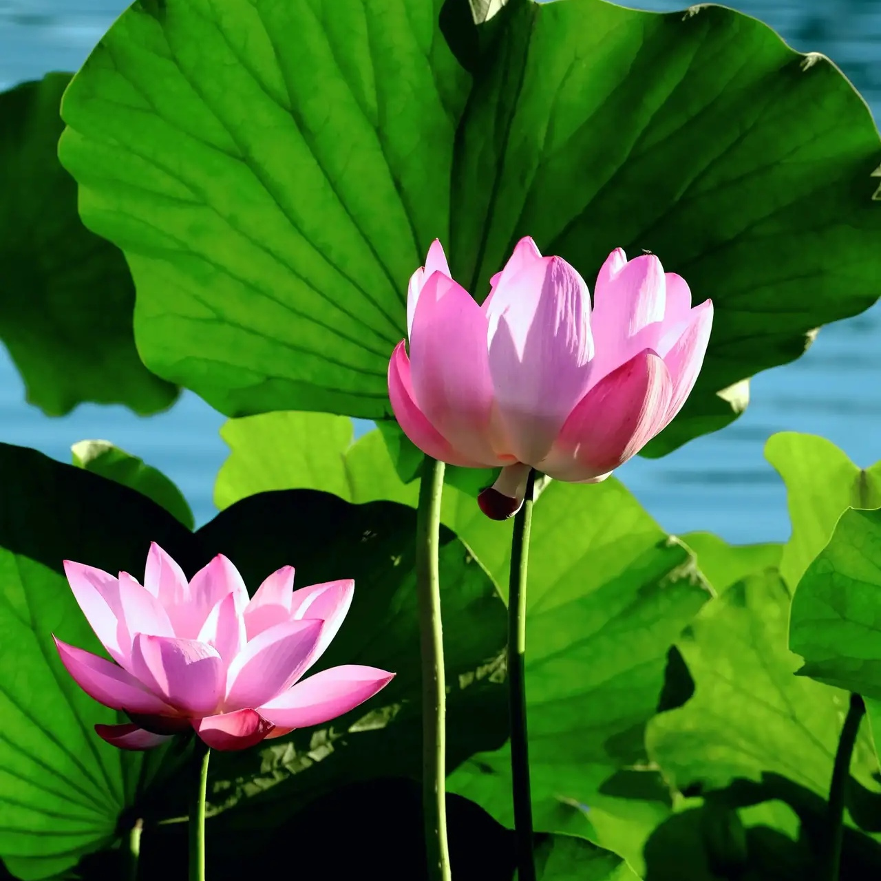 今见连连好运90美美和和90盛开荷花池清风徐来