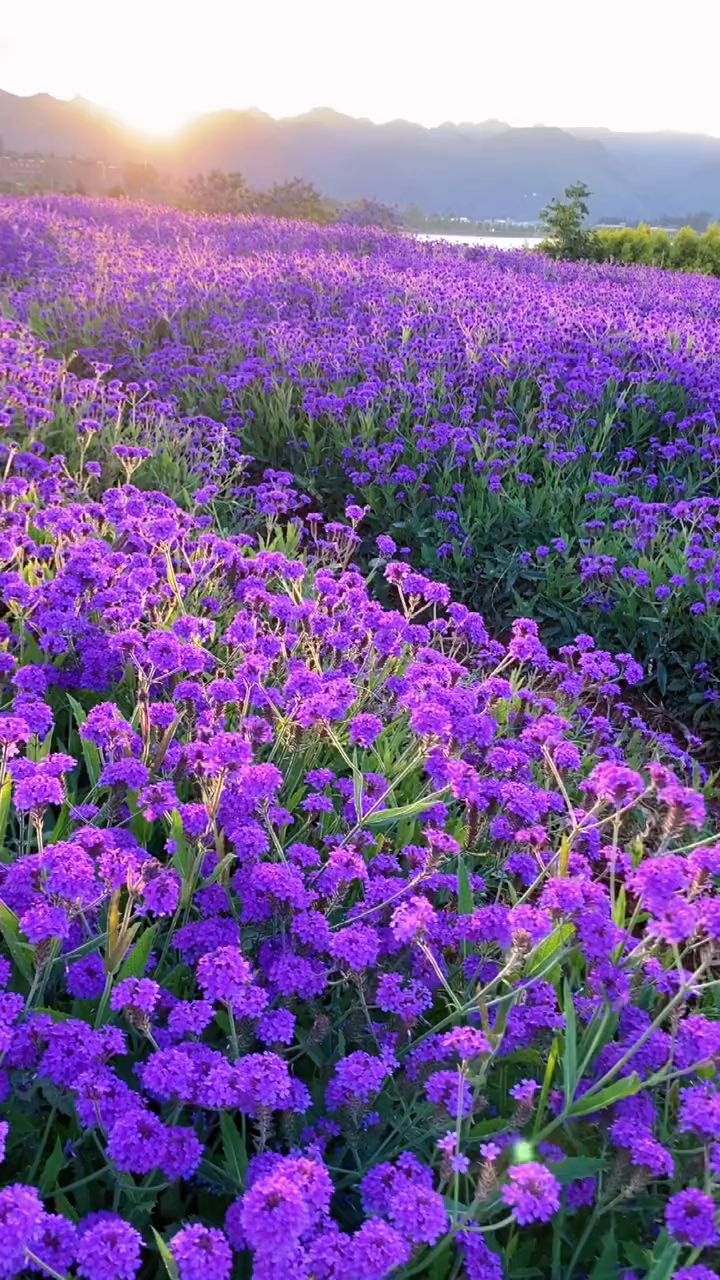 夕阳下的紫色花海,格外迷人!