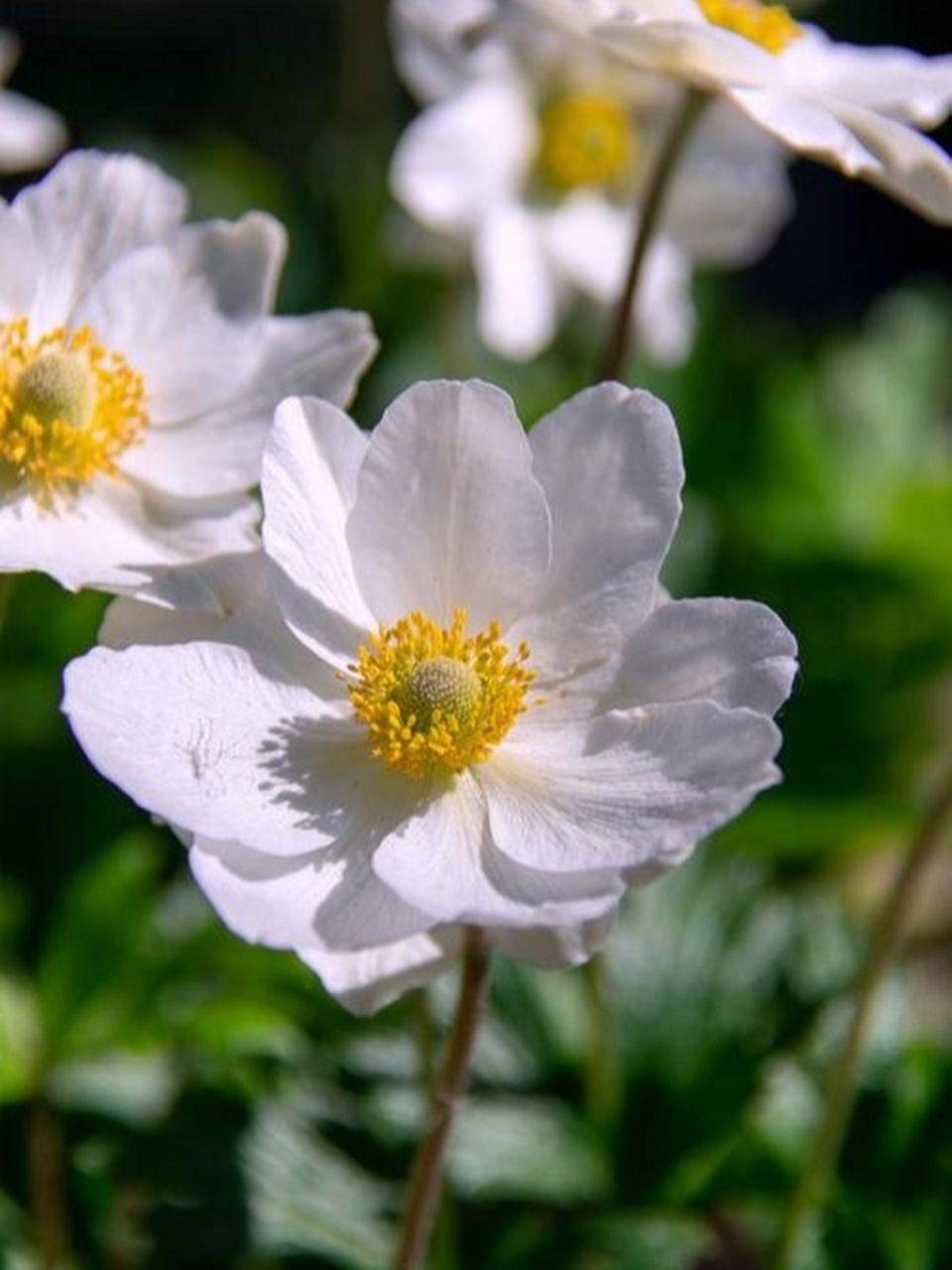 白色银莲花花语图片