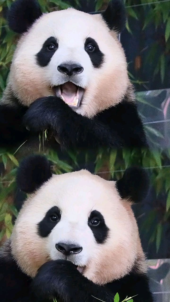 福宝这么萌,她自己知道吗?