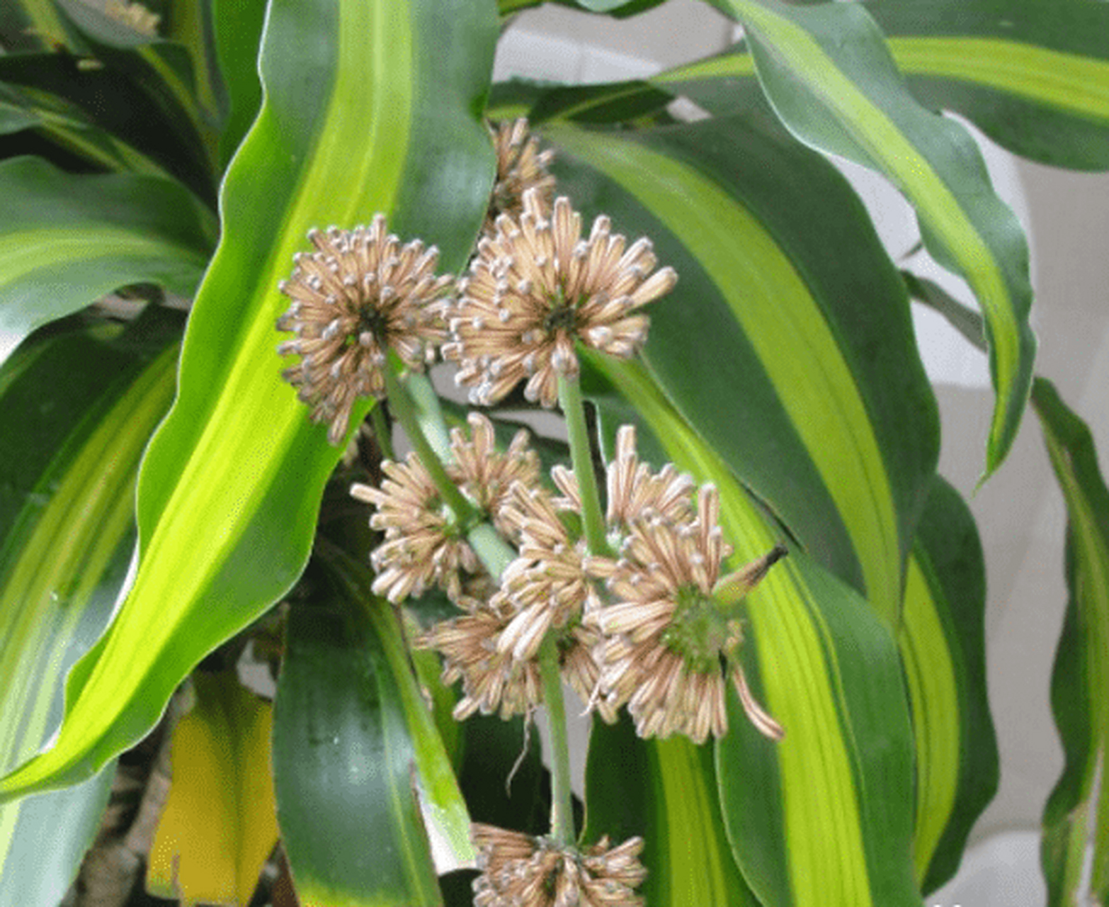 香龙血树  香龙血树又名巴西木,巴西铁,原产热带,却是全国都很常见的