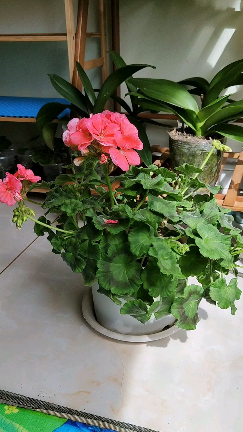 开花机器-天竺葵大山宫