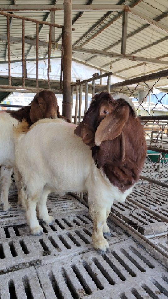 波尔种公羊100斤多斤10月的好公羊