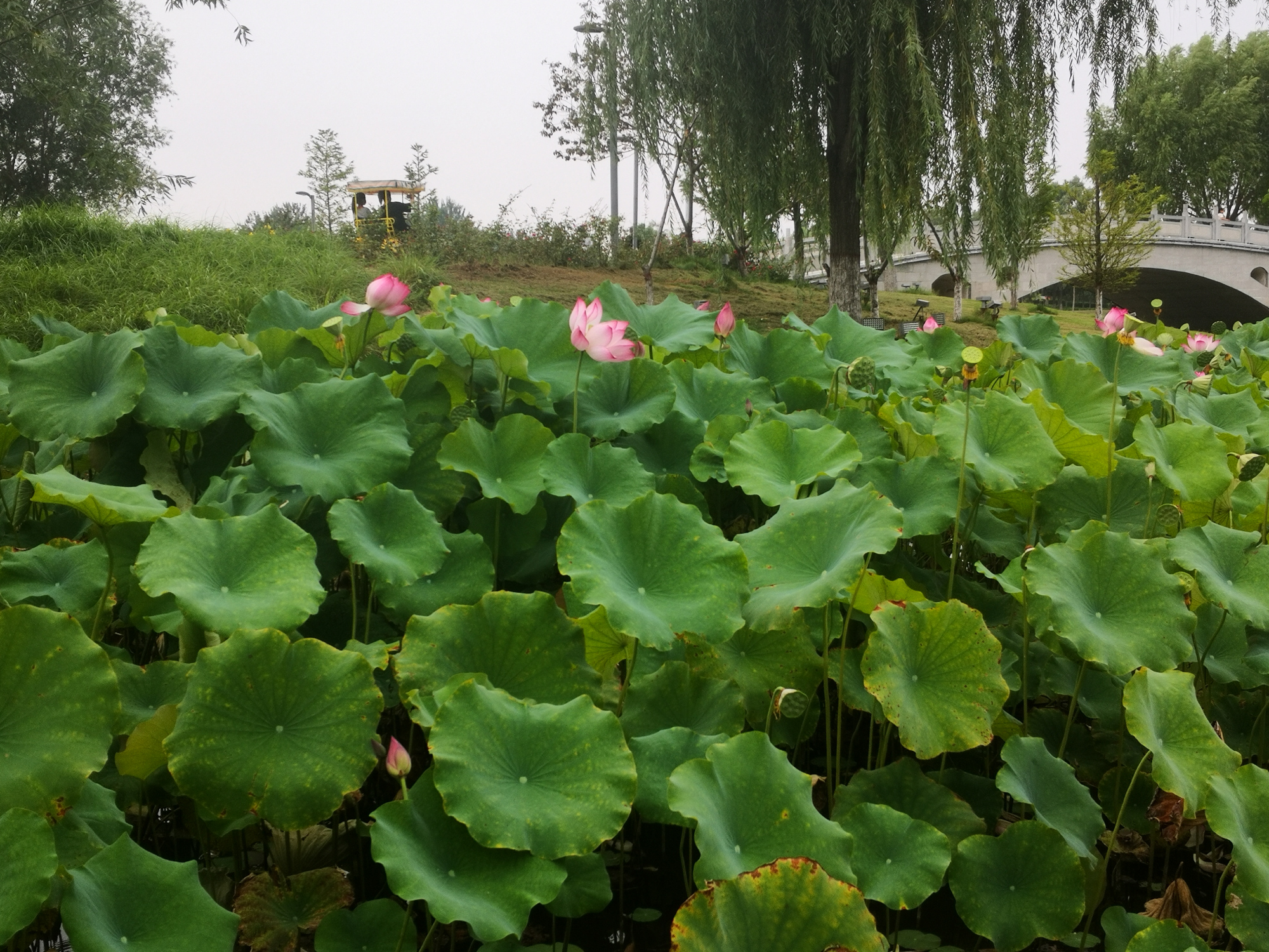 修武宁城公园荷花记