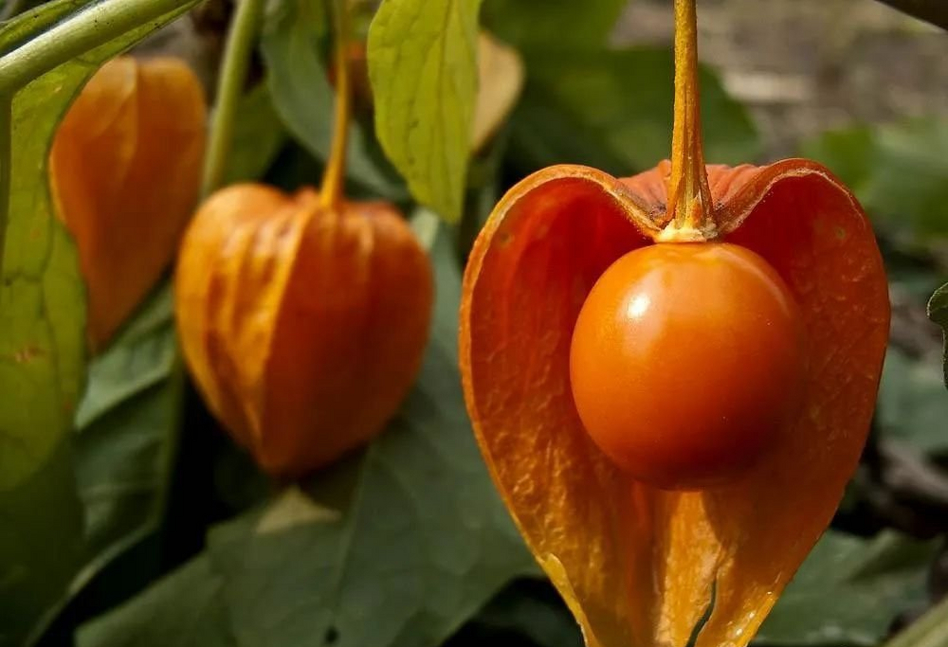 较为少见的果(1) 1,神秘果.2,黄泡果.3,金果乳茄.4,玉兰花果.5,枳椇.