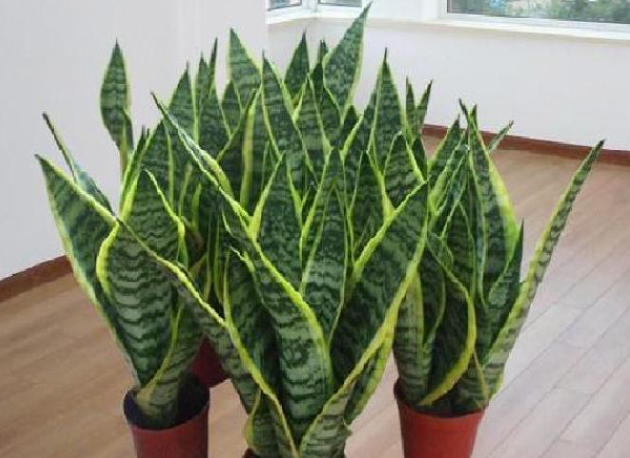 墨绿色的植物有哪些