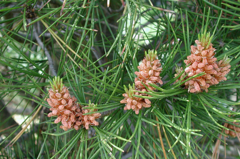 北方室内适合养什么大型绿植