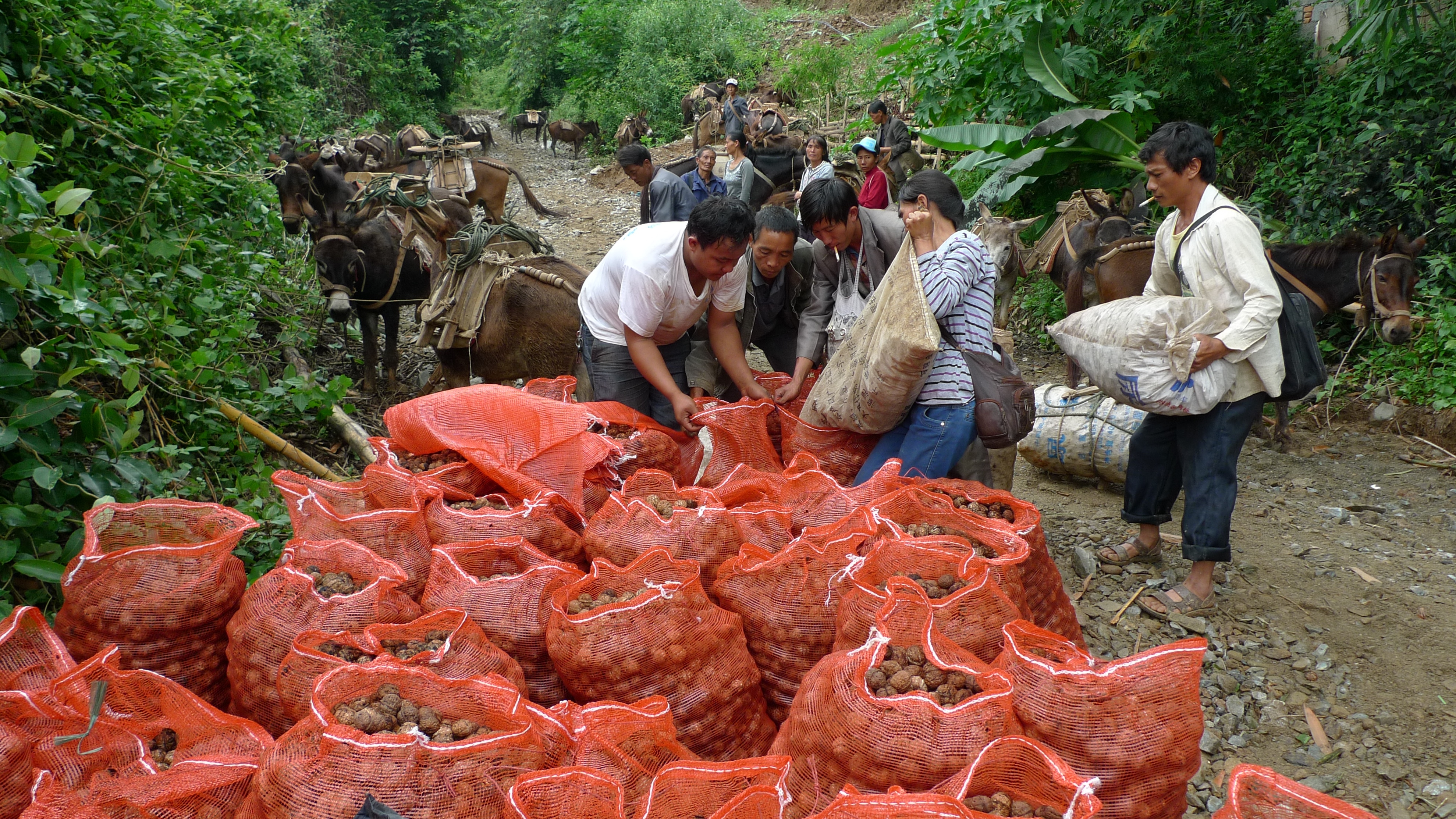 怎样才能让更多的农民富起来