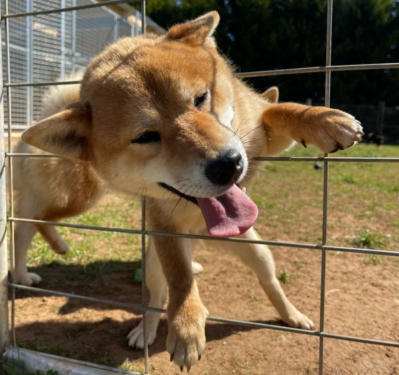 這隻小柴犬太搞笑了!