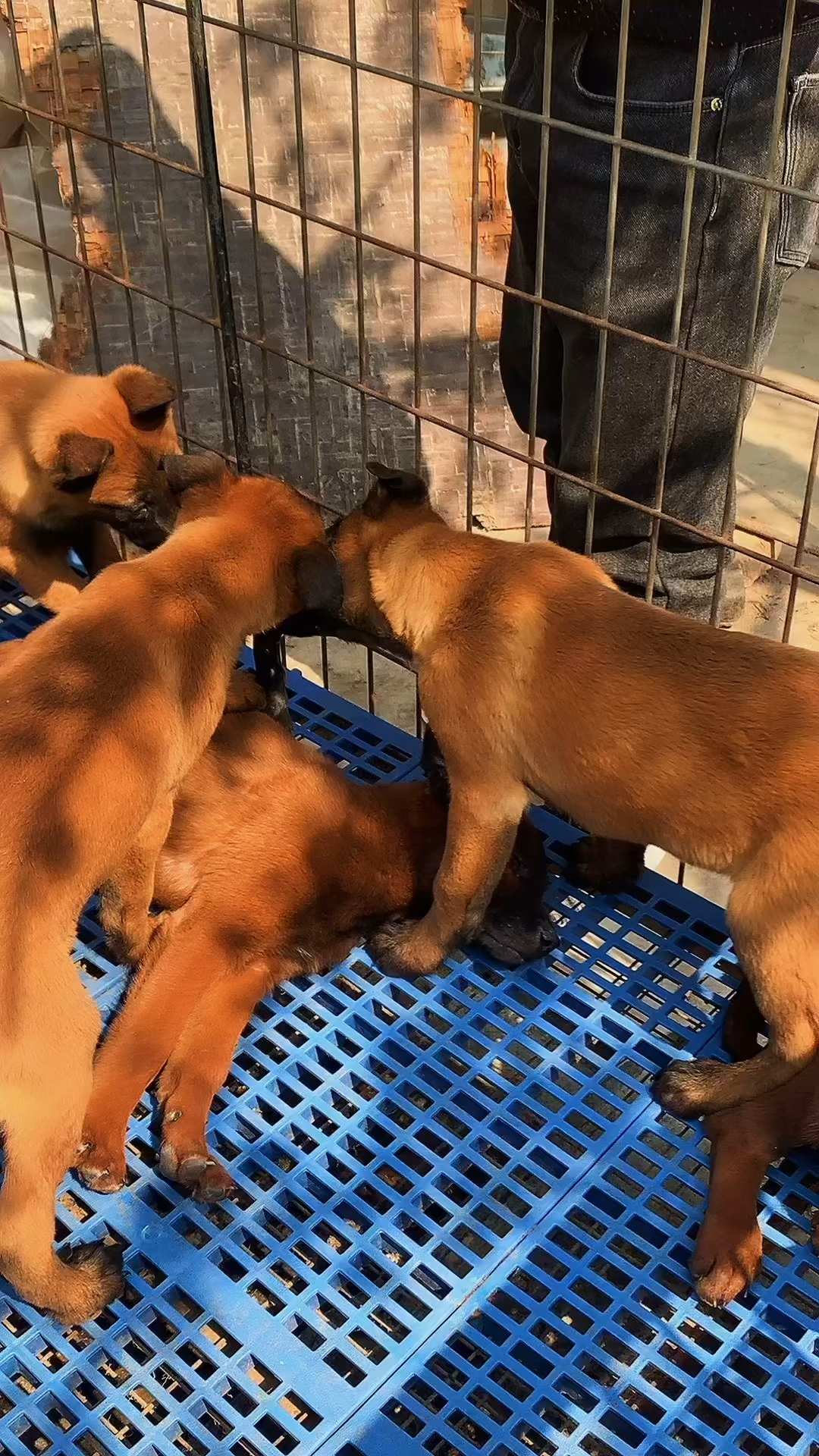 精品高动力爆红小马犬