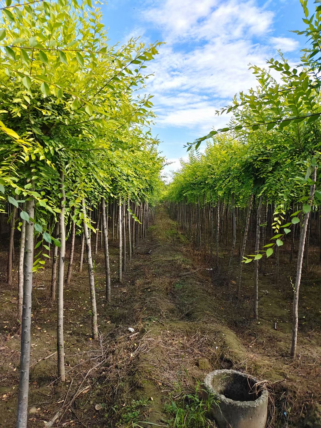 河北苗木绿化出售:垂柳,金叶榆,金丝垂柳,旱柳,香花槐