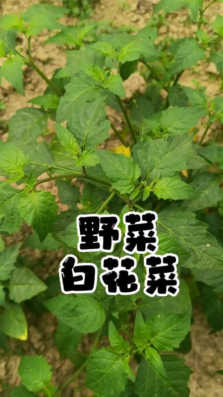 春天是吃野菜最好的季节今天在地里看到几株白花菜可惜太少不够做一顿