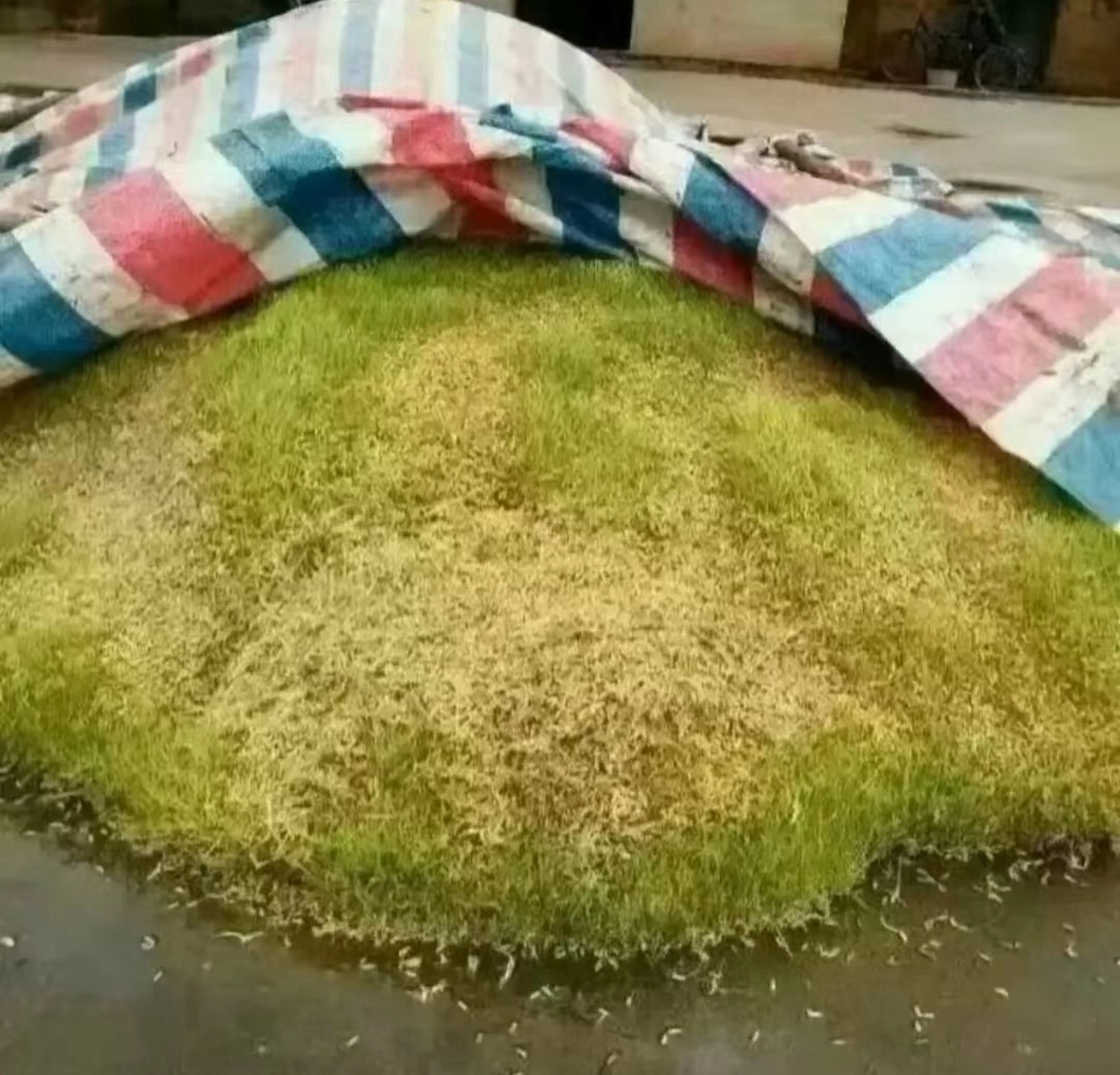 庄稼人最怕晒谷子时连续下雨,发芽的谷子一无是处了.