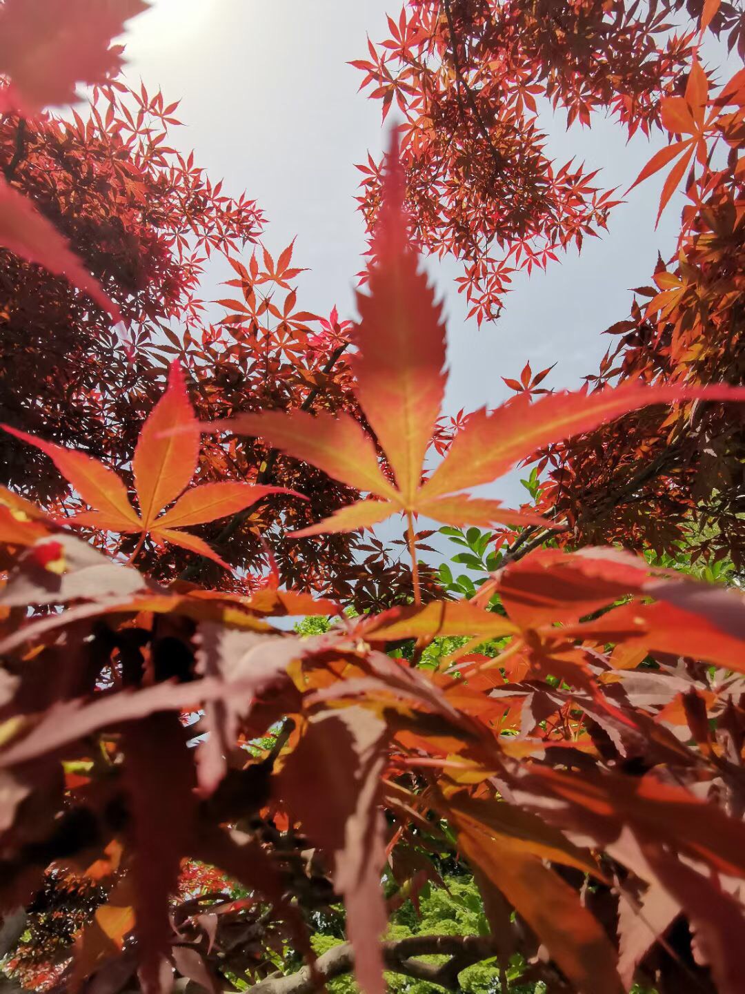 初夏的鸡爪槭在阳光的照射下,活力无限