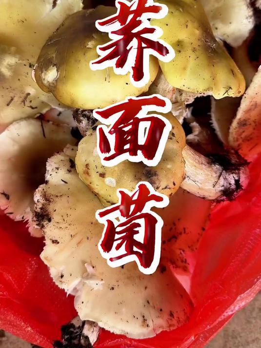 荞面菌,又叫黄绿口菌,有三种颜色,可以炒吃,可以煮吃!