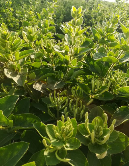 金银花是开花的好还是没有开花的好
