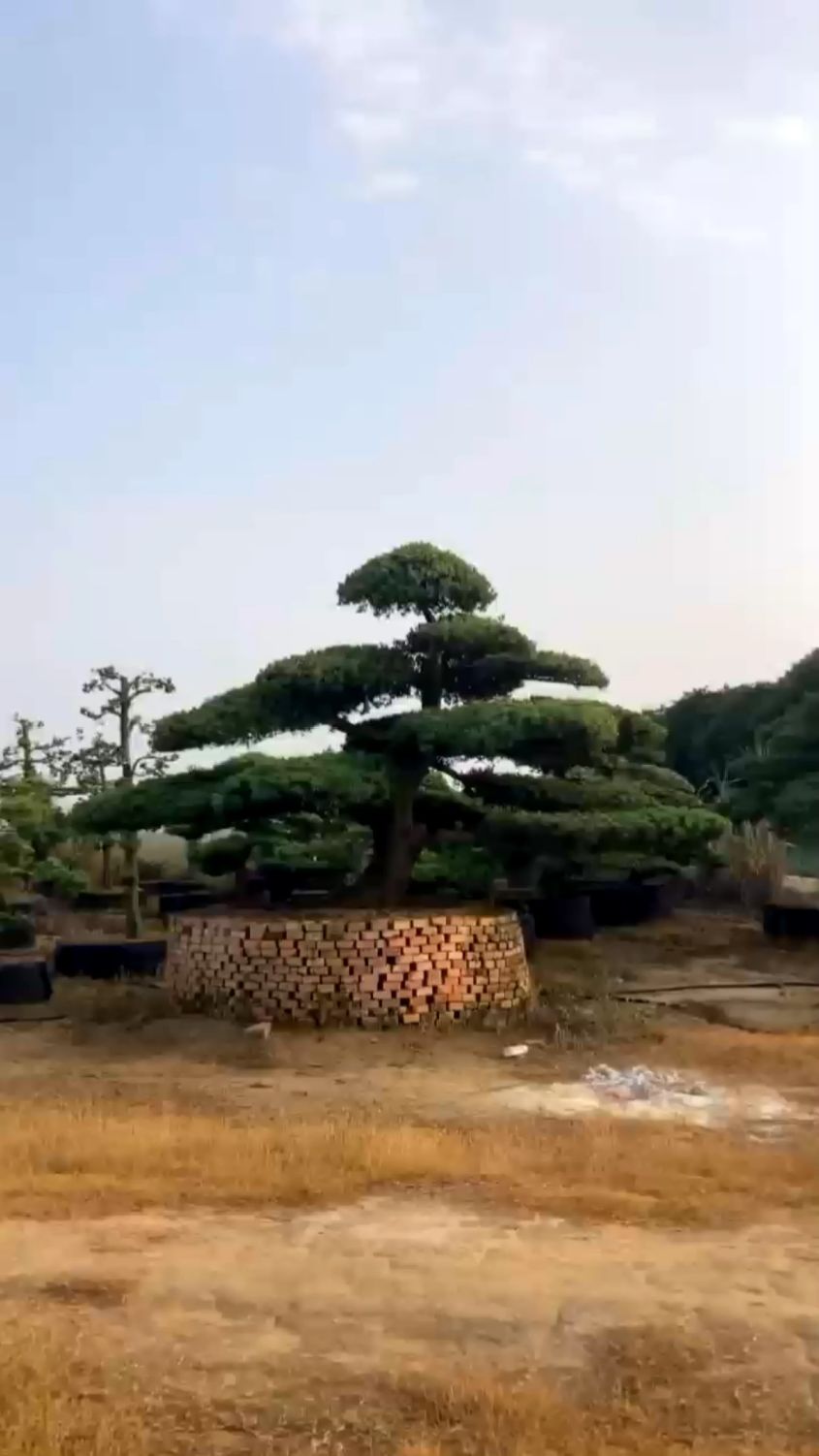 大型地景罗汉松,别墅首选,霸气外漏