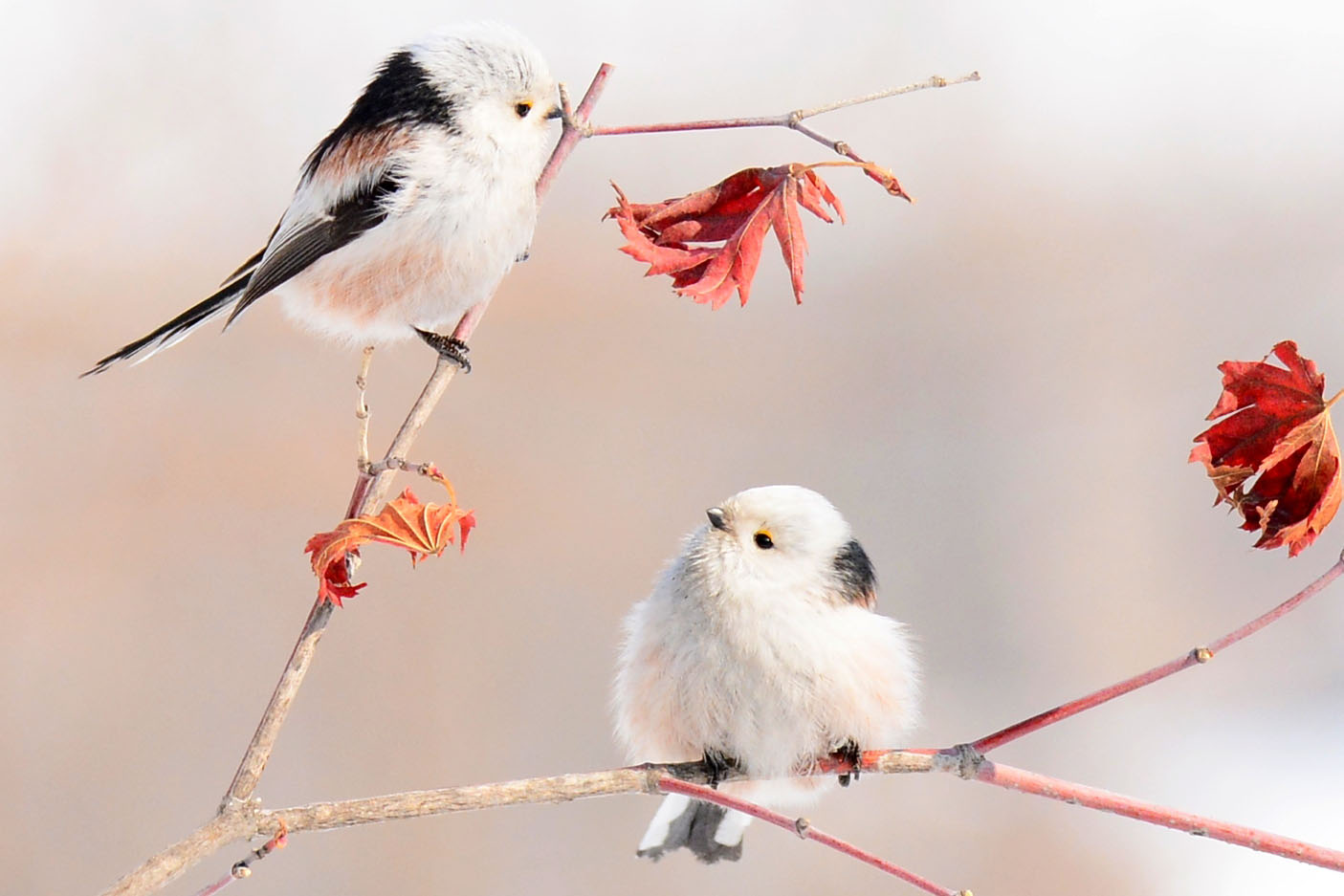 银喉长尾山雀,别名:肥啾