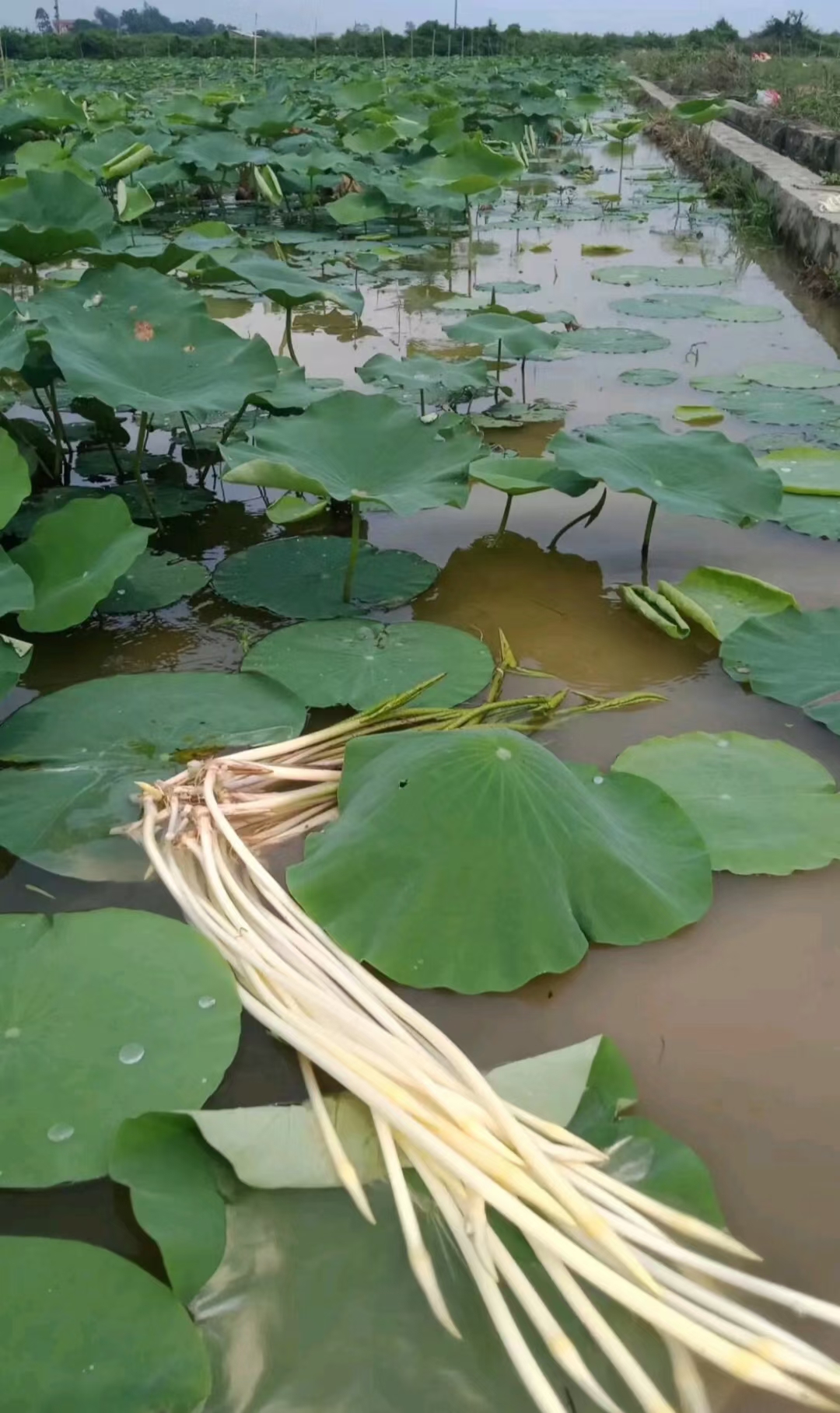 藕心菜高端的食材