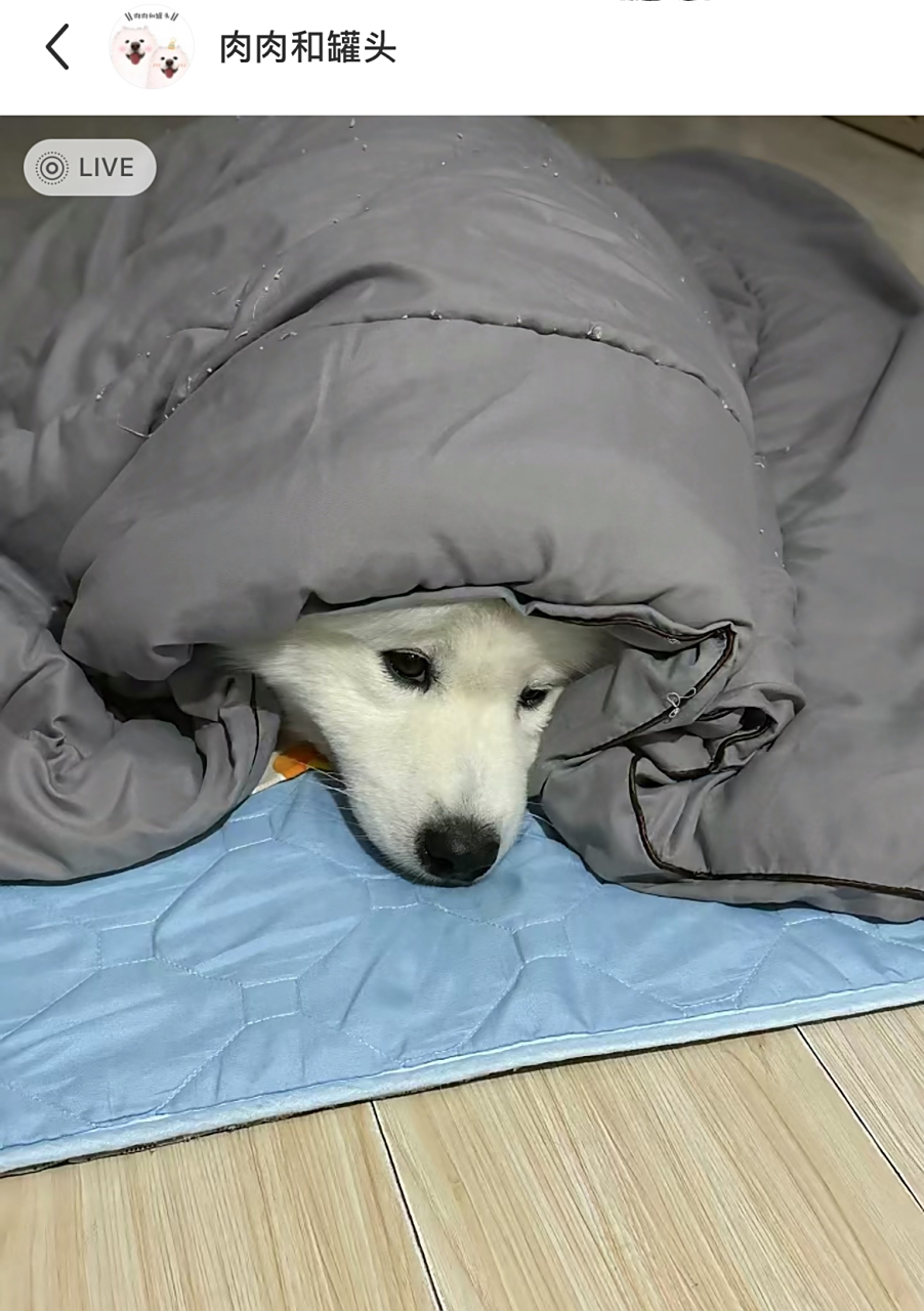 谁家狗狗天天冷得钻被窝里呆着啊?网友:宝宝,你可是西伯利亚来的!