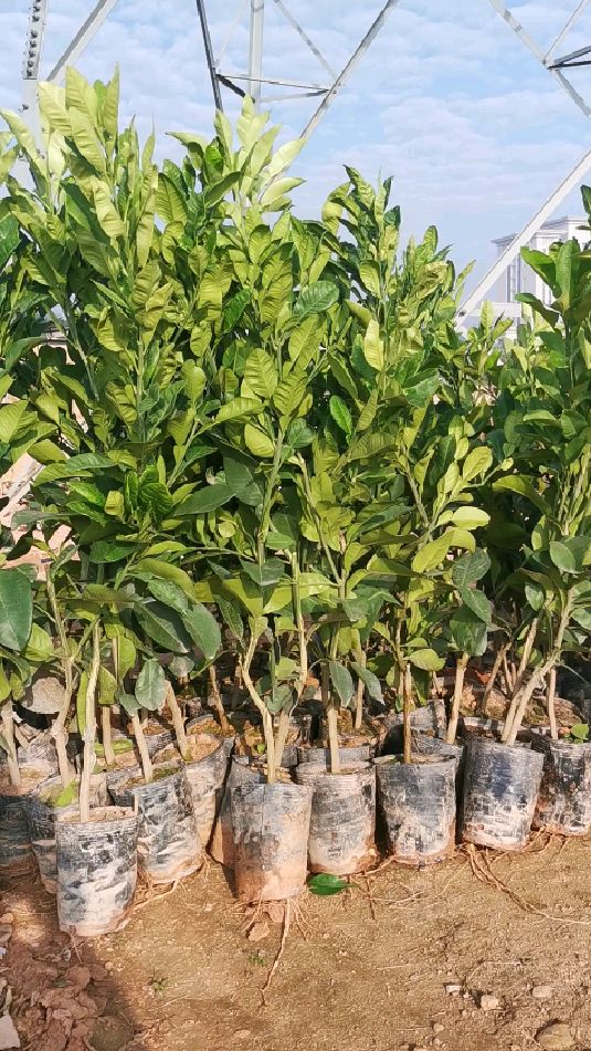 泰国红宝石青柚苗营养杯苗出货营养杯苗种植无缓苗期
