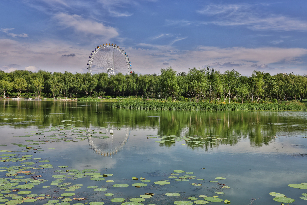 龙潭西湖公园迎来荷花盛开季