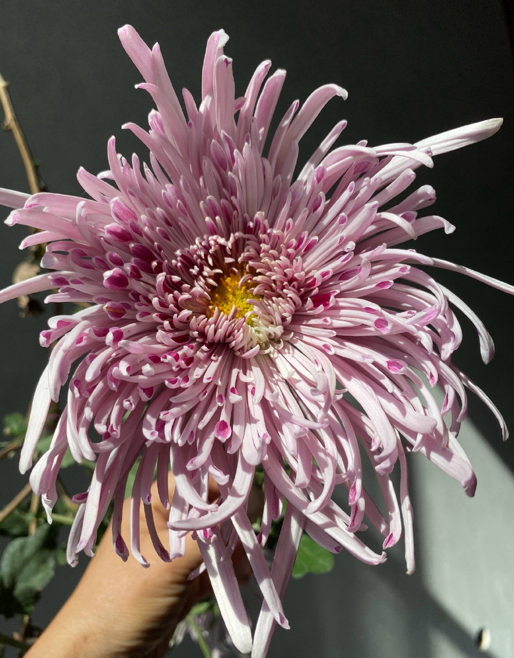 另一盆灰鹤展翅. #菊花