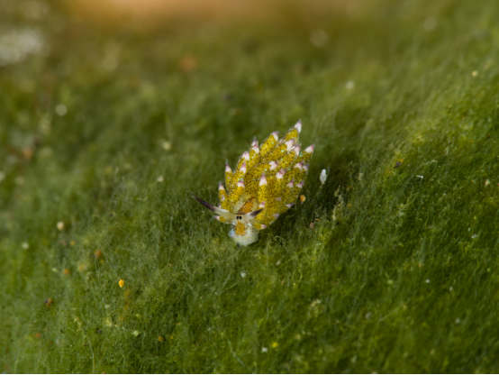 组图:长相酷似绵羊的奇特海洋生物——叶羊