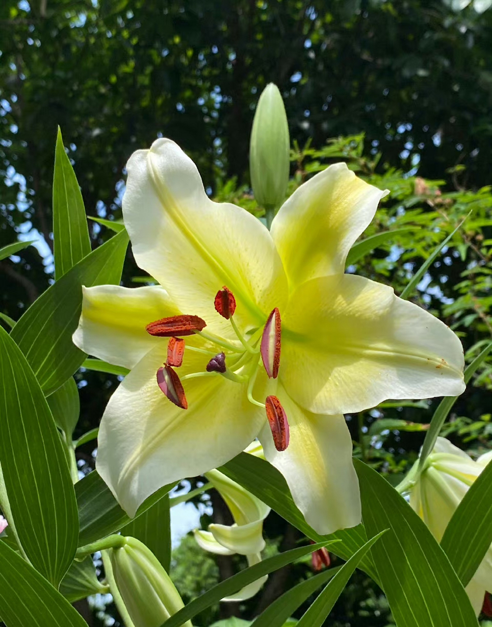 木门百合,香气馥郁. 傍晚下大雨,幸亏去店里前把它搬到廊檐下了.