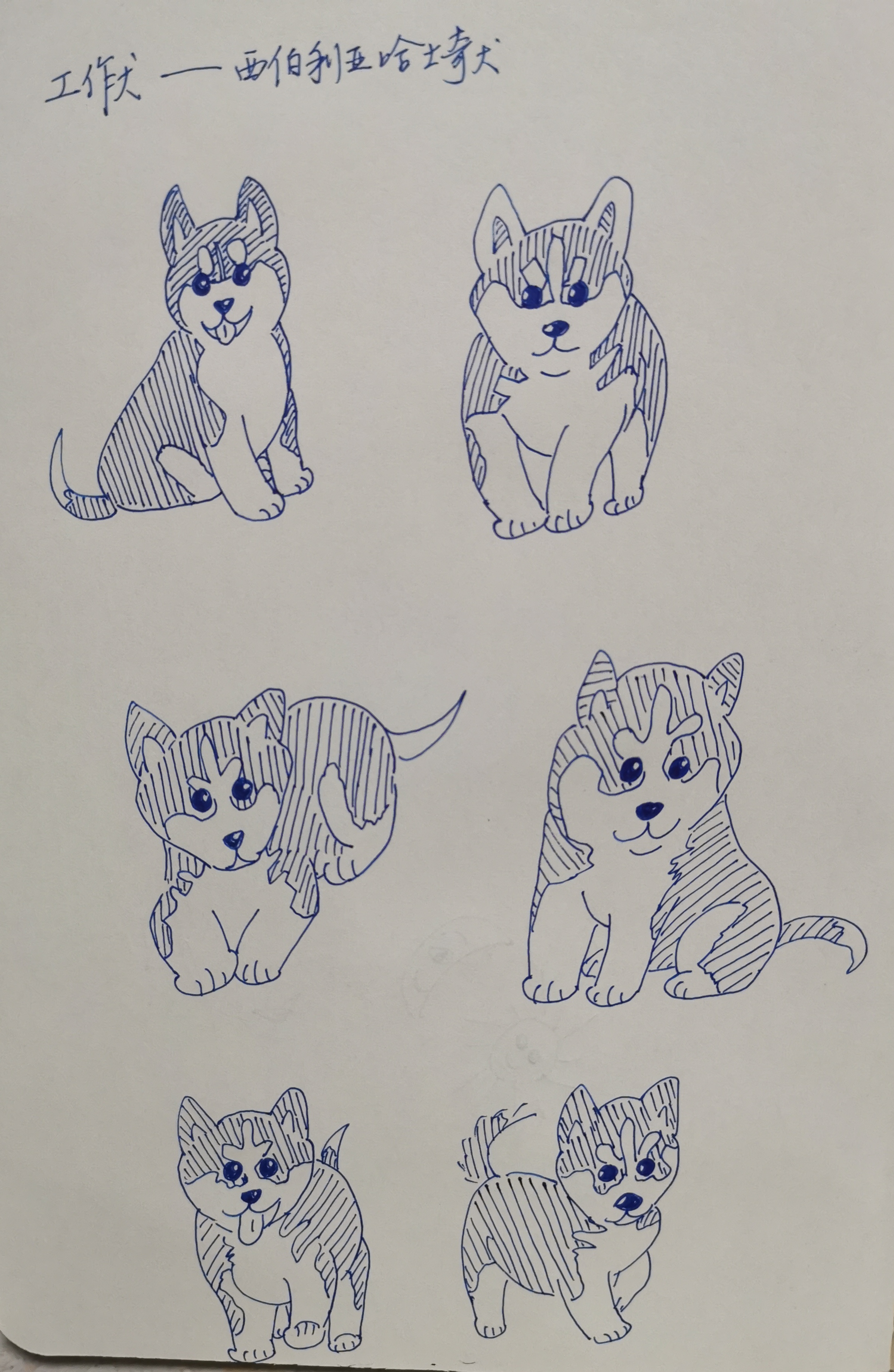 它是原产于西伯利亚的雪橇犬犬种也叫哈士奇二哈