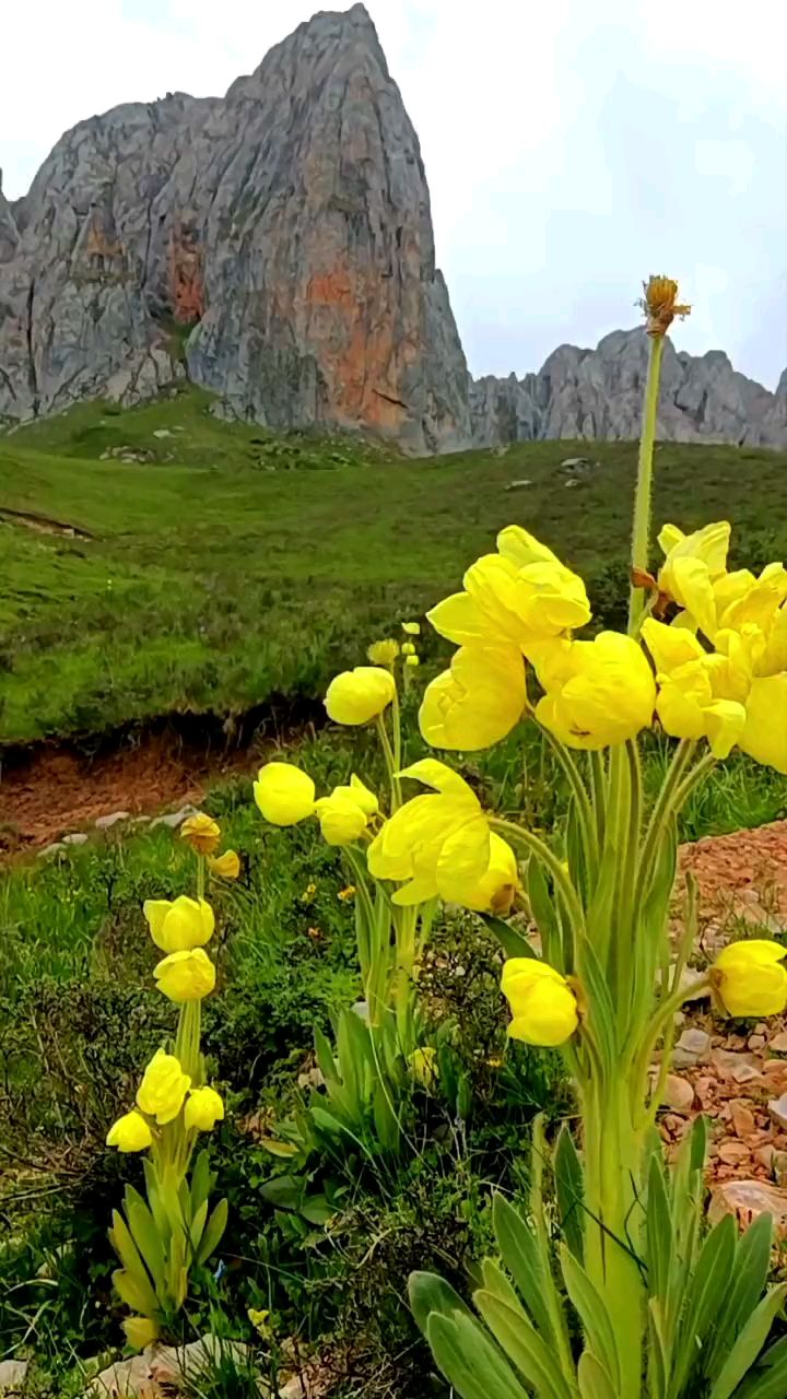 夏日巡游季#高原上的格桑花,开在4300米高山上