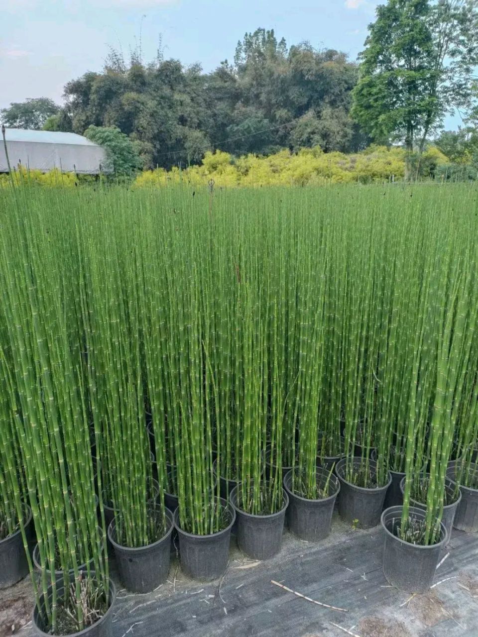 听说这玩意叫木贼,不知道它有什么作用,还有名字的由来