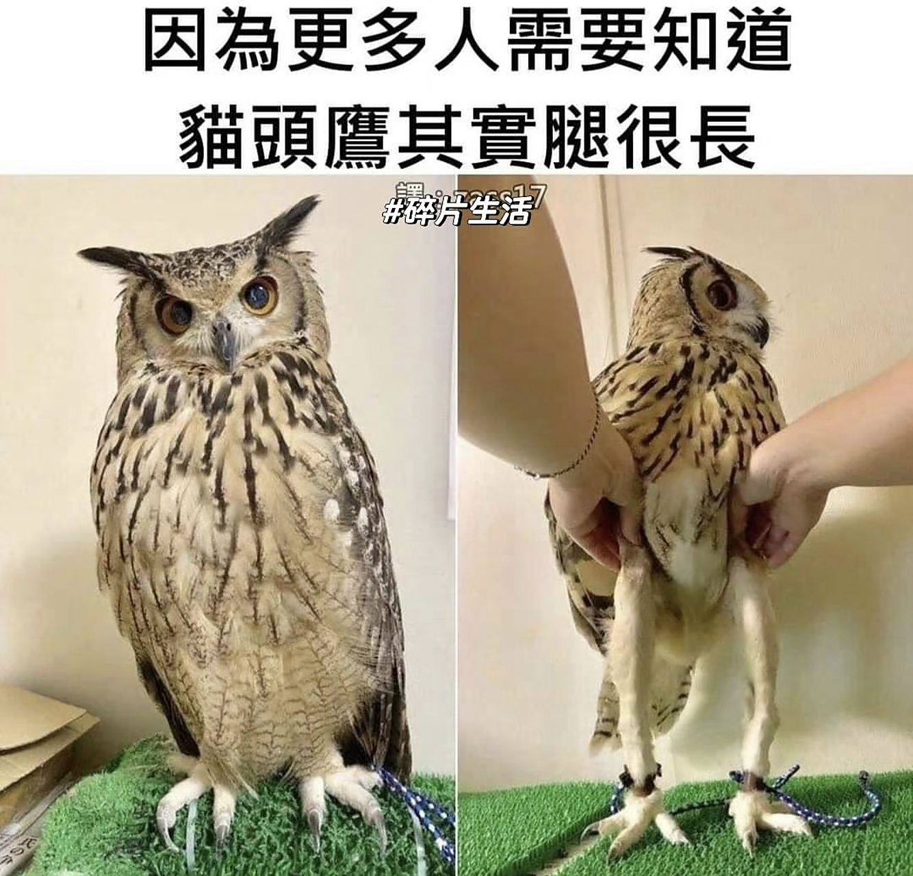 其实猫头鹰的腿是很长的 67