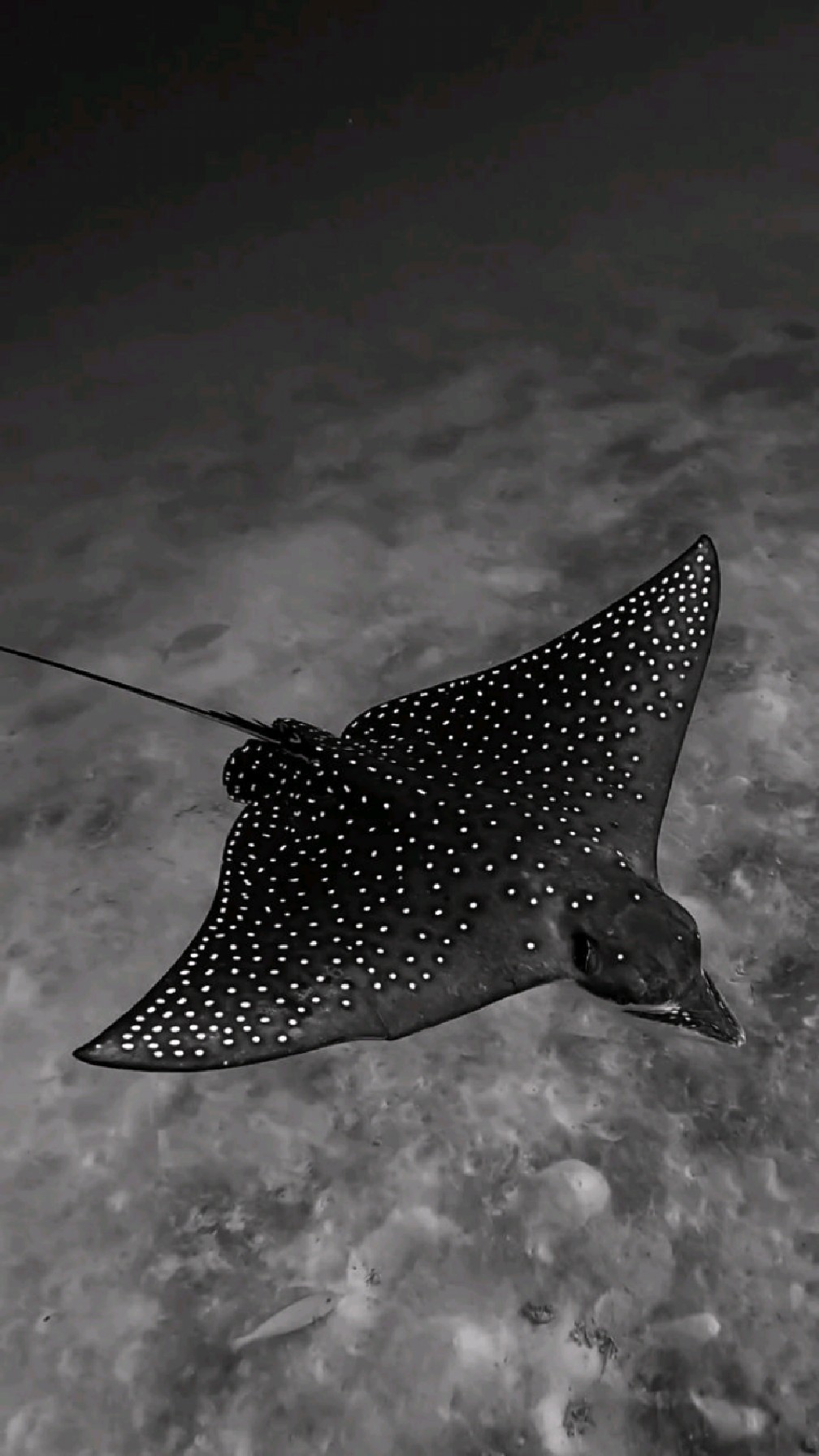 身姿优美的斑点鳐鱼