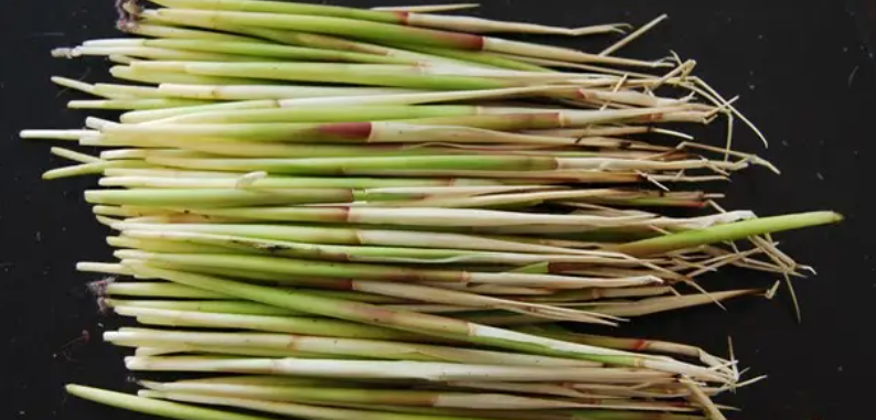 古蒂是什么植物?