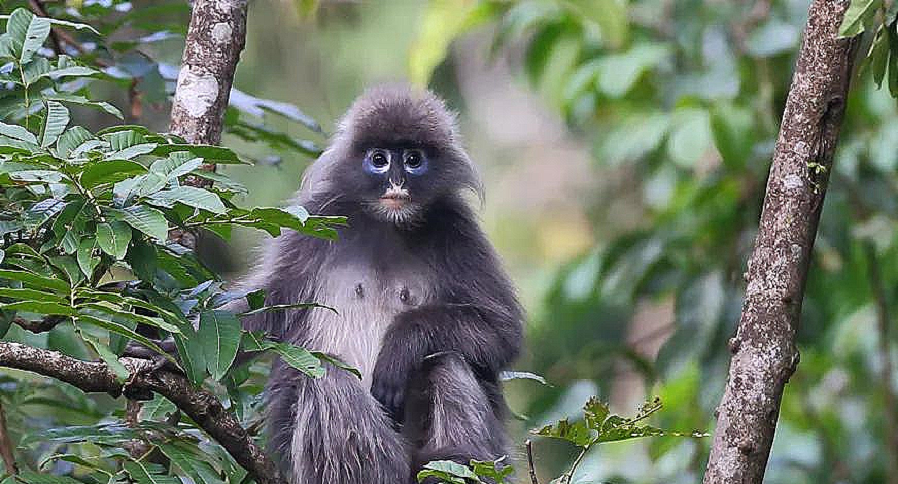 「多样云南」高黎贡山的精灵:菲氏叶猴