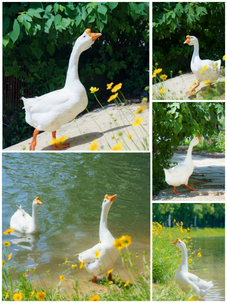 丰子恺笔下的鹅老爷是不是也是这么拽的