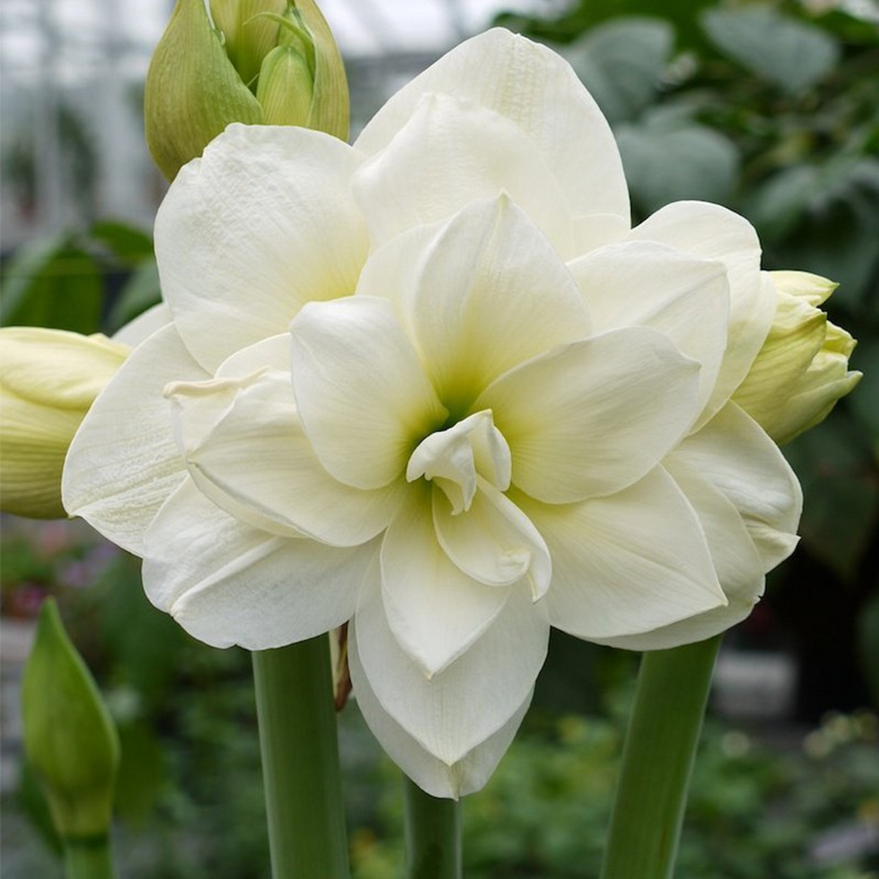 仙气飘飘的白色朱顶红.  #全民征文