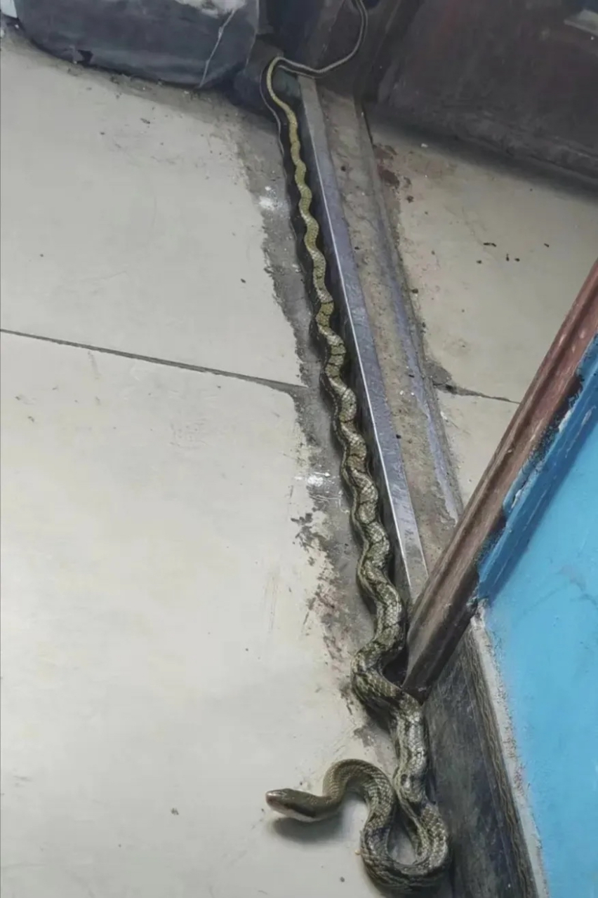 听说菜花蛇是家97?遇见它怎么搞?