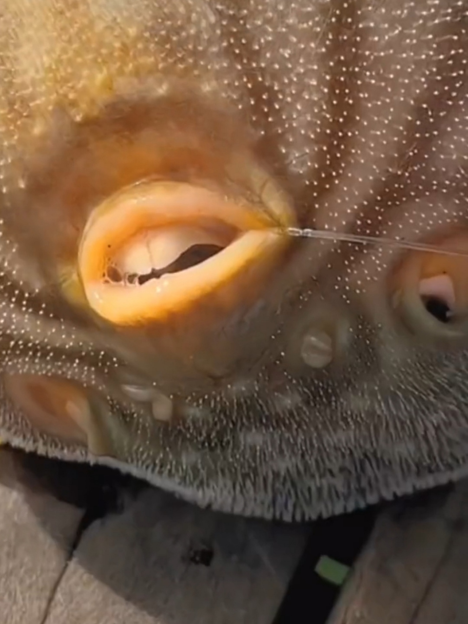 这是河豚吗?好白的牙齿.