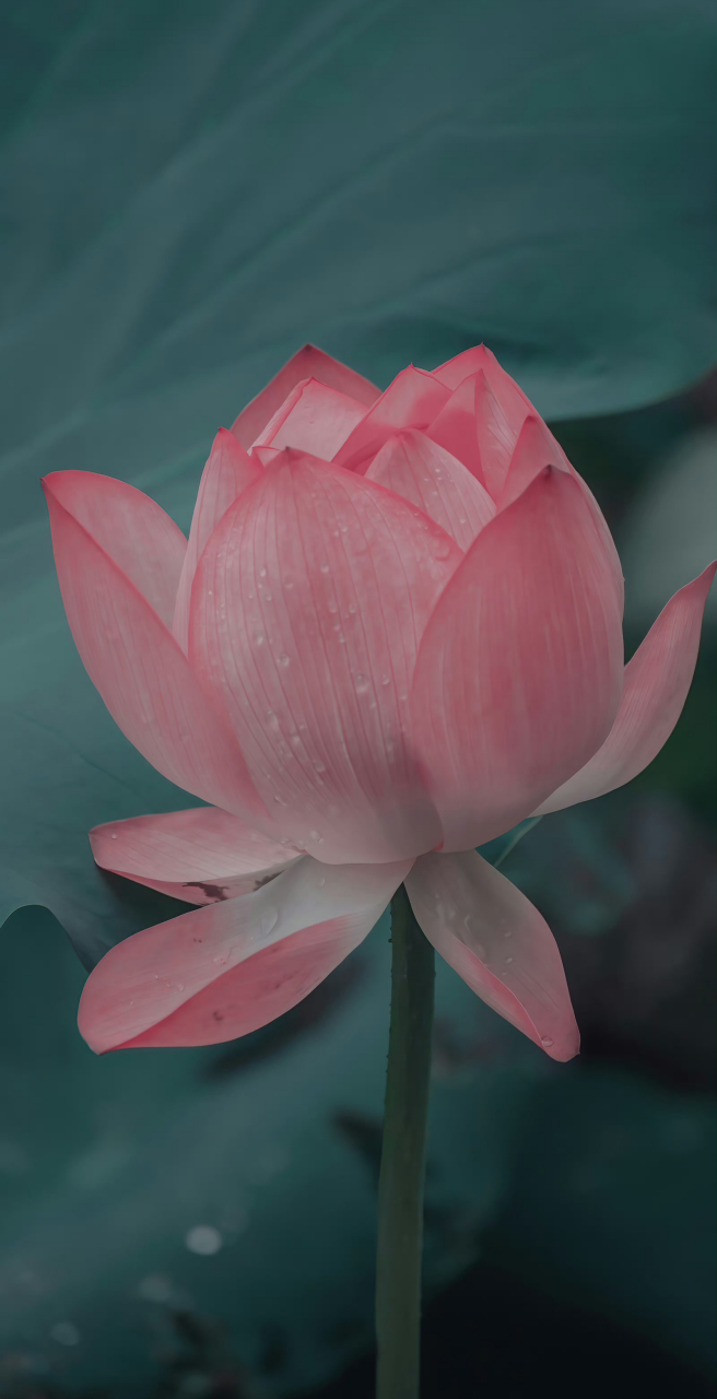 2023年已过半,愿我们下半年都能好运莲莲,好运莲莲[色][色]好美的荷花