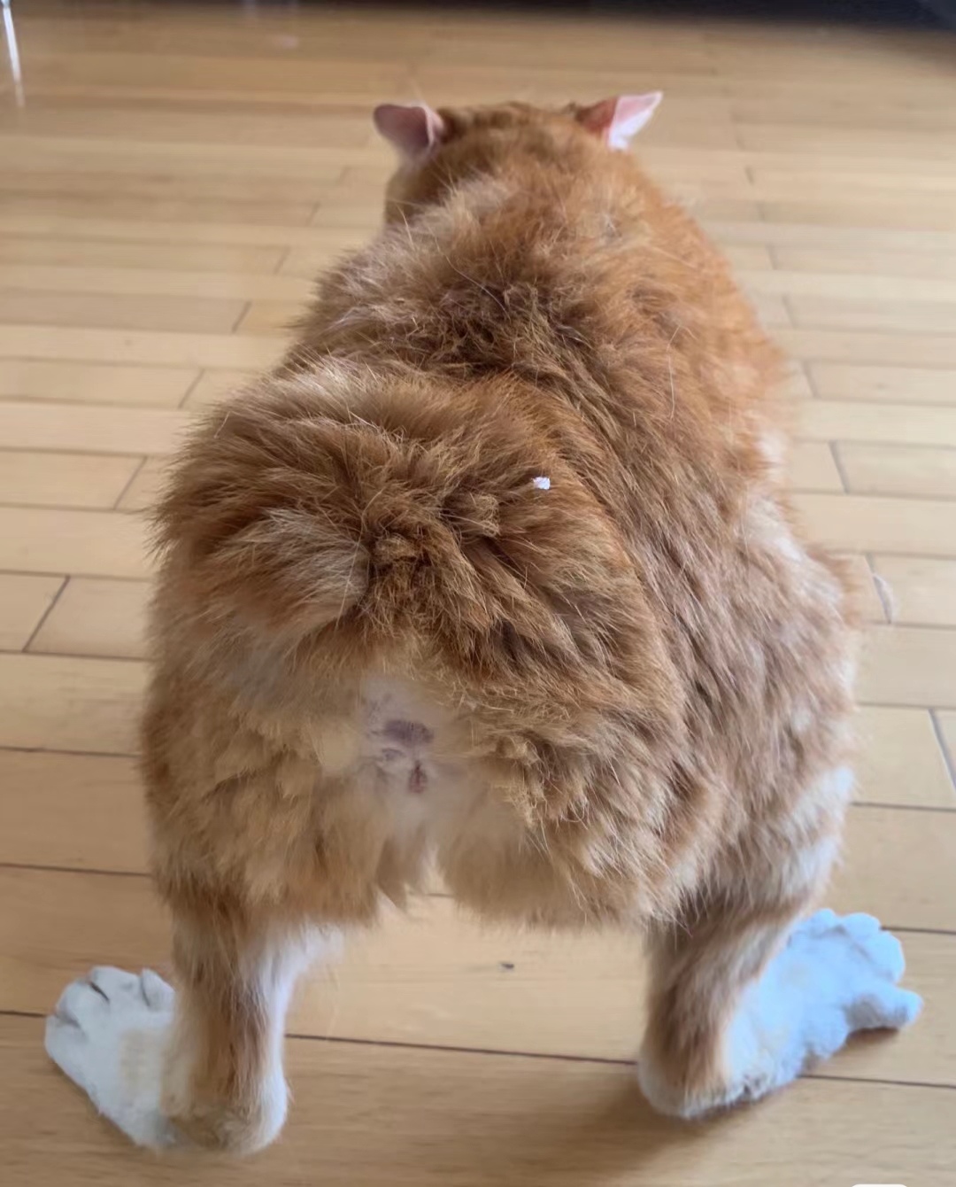 这是猫不是鸡
