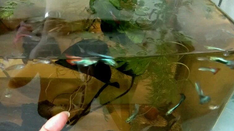 热带鱼小孔雀出现问题轻松解决不会死,一年就能生一缸