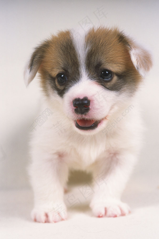 小狗撒娇的秘密:揭开它们可爱行为背后的科学原因