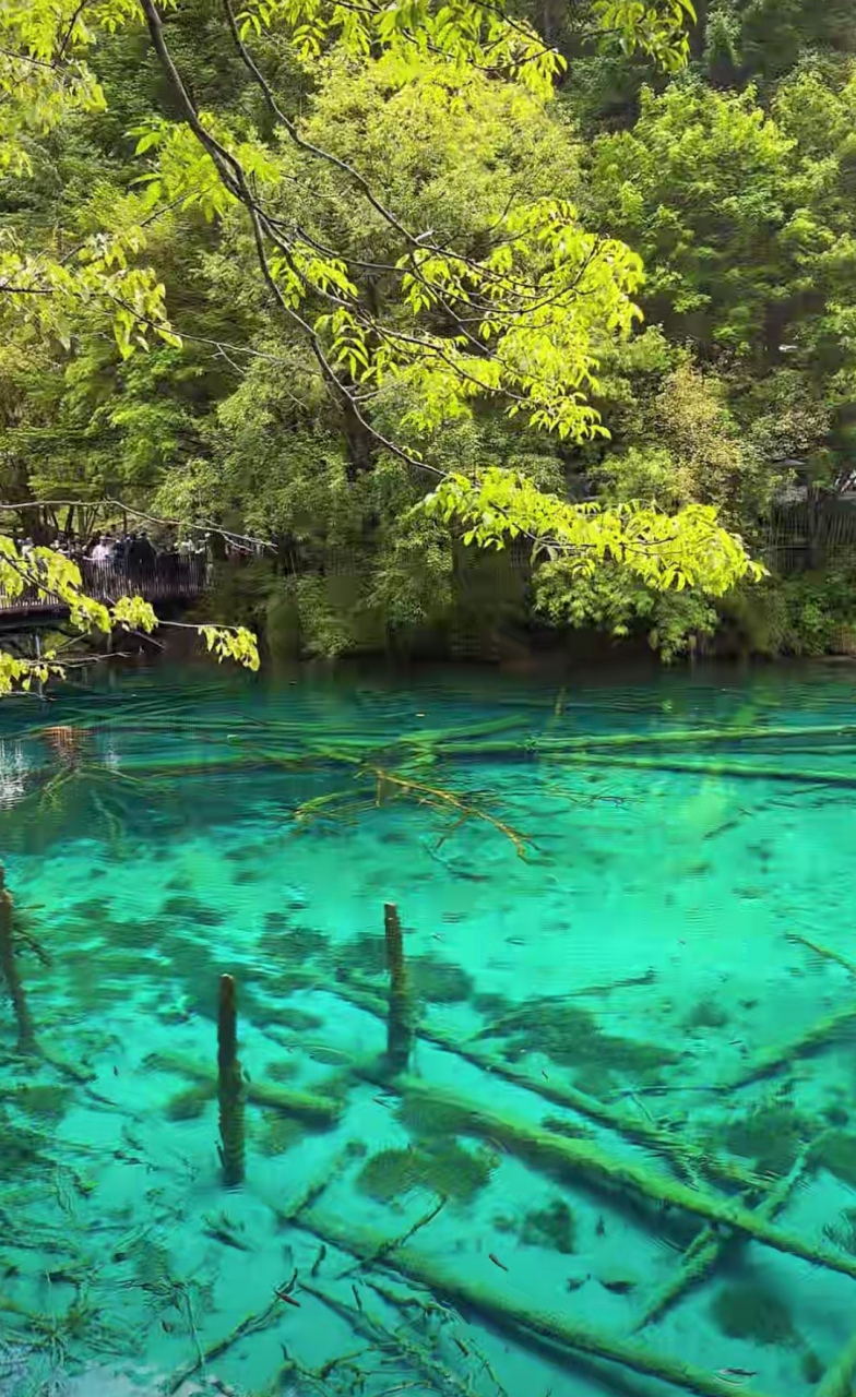 盛夏风景# 夏末,九寨的树叶已染上了淡黄色.