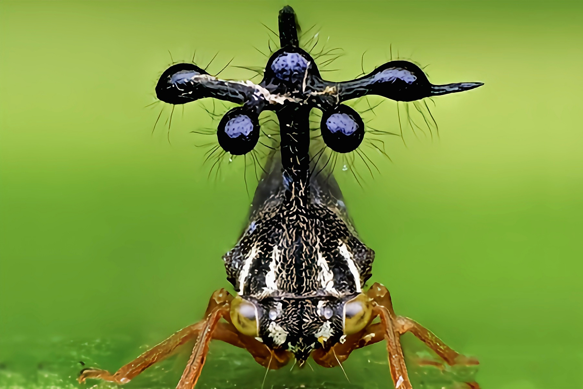 巴西角蝉又名四瘤角蝉,巴西瘤角蝉,是半翅目,角蝉科昆虫,原产于南美洲