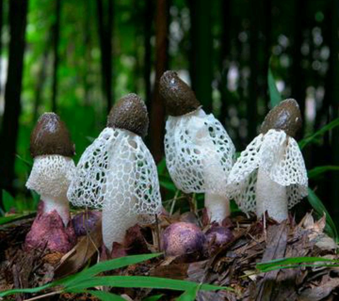 竹荪是怎样的一种食用菌,如何利用竹园种植竹荪